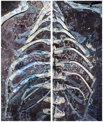 Esqueleto fósil oscuro y alargado de un reptil con cráneo, columna vertebral y extremidades visibles, incrustado en una losa de roca gris claro de textura rugosa