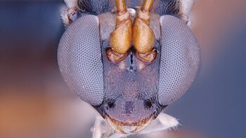 El análisis genético ubica a