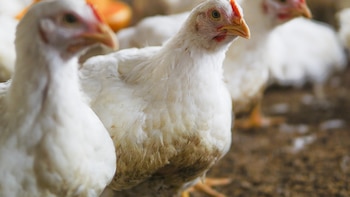 Más de un millón de pollos sacrificados y 27 focos en España: la enfermedad de Newcastle golpea al sector avícola tras la gripe aviar