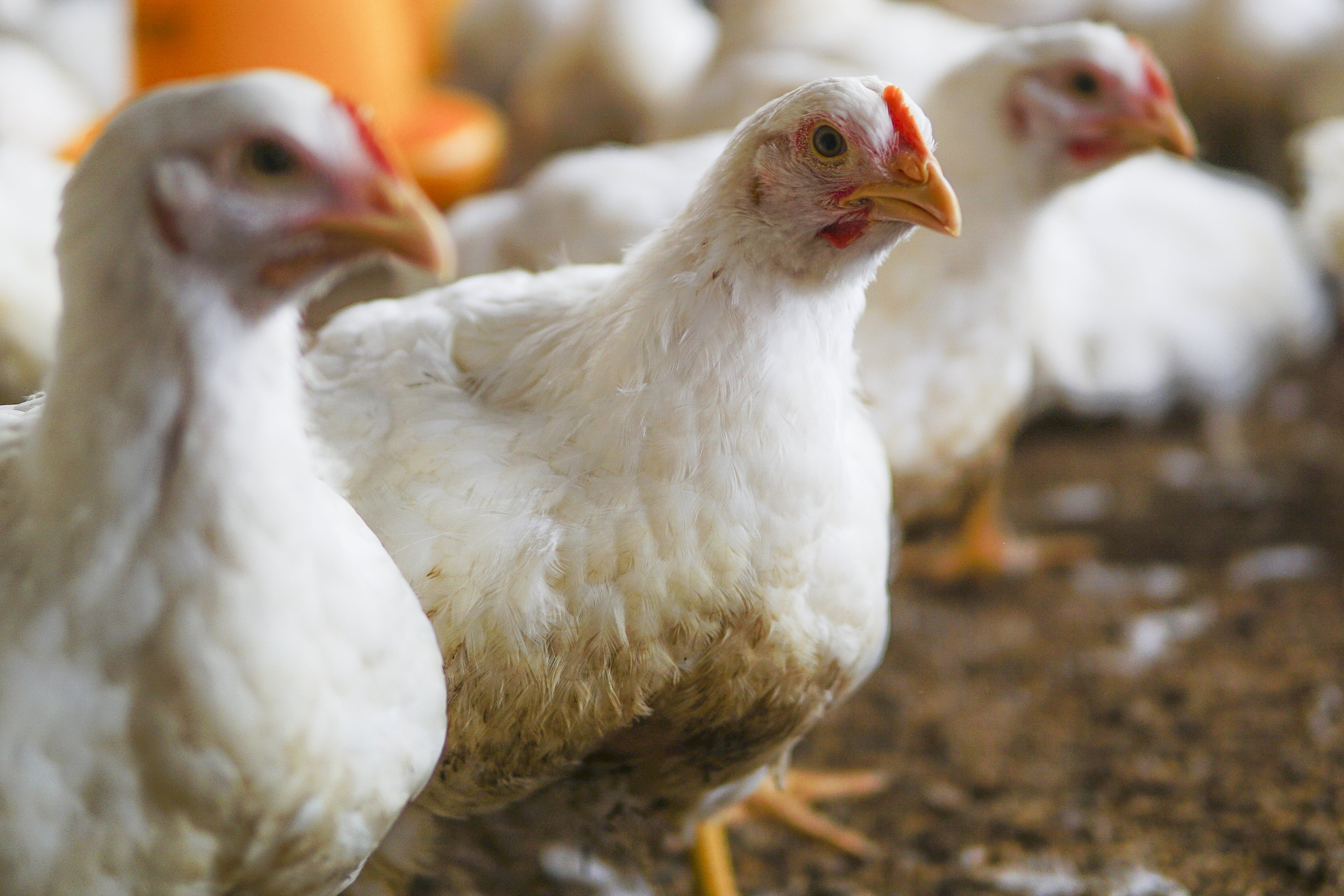 Un grupo de gallinas en una explotación avícola. (Magnific)