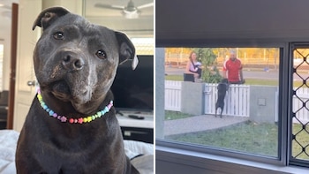 La canina es muy amigable