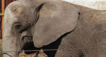 La mamífera mostró signos alarmantes