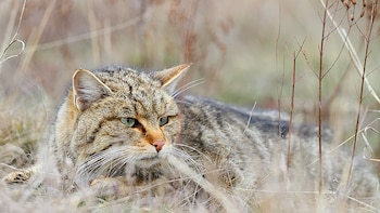 Mientras el lince ibérico se recupera, otro felino en España se enfrenta a la amenaza de la extinción: el gato montés sufre un serio declive