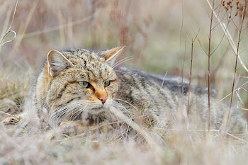 Ejemplar de gato montés. (Péter Csonka/Wikimedia Commons)