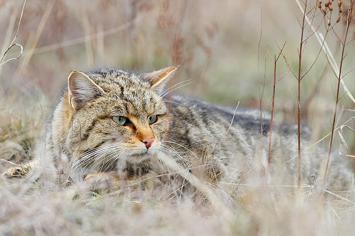 Ejemplar de gato montés. (Péter Csonka/Wikimedia Commons)