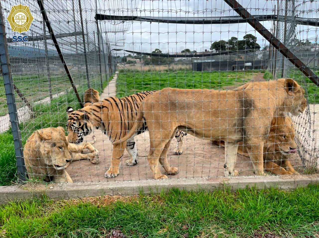 Santuario Black Jaguar White Tiger (Foto: SSC)