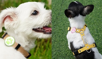 Los collares definen el estado