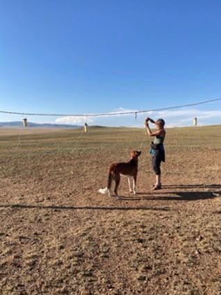 Los perros evaluados en Alemania, Madagascar y Mongolia lograron ubicar alimento oculto al interpretar las indicaciones gestuales de las personas (Gentileza, estudio: Sorprendentes similitudes globales en las interacciones entre perros y humanos, publicado en Nature)