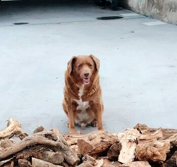 Bobi es un Rafeiro do