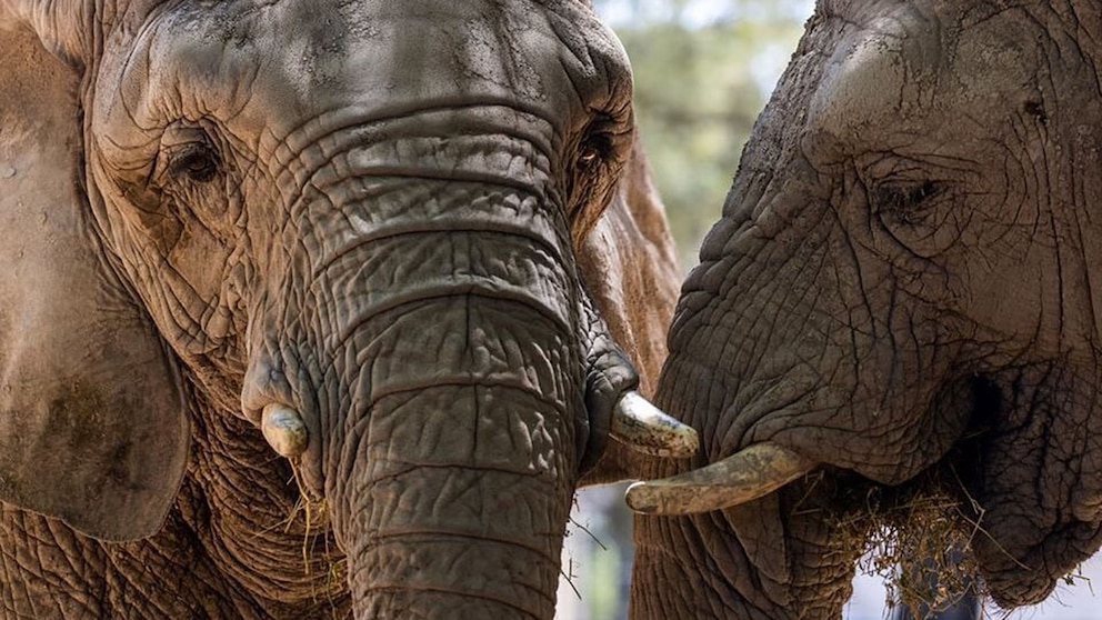 elefante