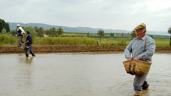 Bruselas pone a los arroceros españoles contra las cuerdas: aprueba importaciones de arroz a bajo precio con el apoyo del campo europeo