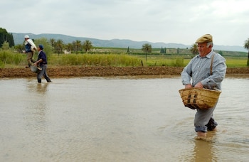Imagen de archivo de la siembra del arroz en el coto arrocero