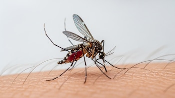 ¿Adiós mosquitos? Un aceite vegetal muestra la misma eficacia que el repelente más usado en el mundo