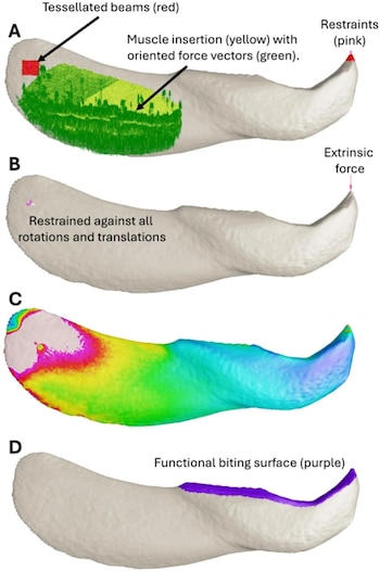 Cuatro modelos tridimensionales etiquetados de A a D muestran una estructura anatómica alargada con áreas coloreadas en verde, rojo y púrpura