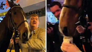 Un caballo entró a un