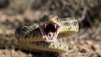 De la prevención a la urgencia: qué hacer y evitar tras una mordedura de serpiente