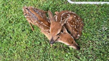 Las dos crías de ciervo