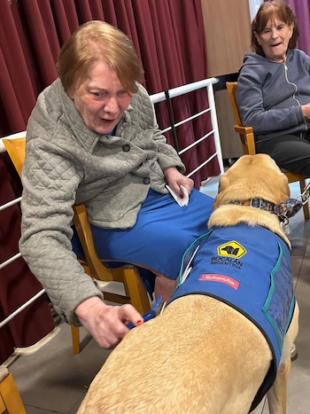 Los perros son seleccionados por