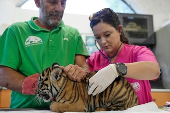 La veterinaria Arsinoi Psaroudaki, a la derecha, administra la primera vacuna y le implanta un microchip a un cachorro de tigre de Sumatra macho de dos meses, mientras el conservador de mamíferos Antonis Balas sujeta al animal en el Parque Zoológico del Ática, cerca de Atenas (Grecia), el martes 8 de septiembre de 2026, como parte de una iniciativa para crear una población de reserva de esta especie en peligro crítico de extinción. (Foto AP/Thanassis Stavrakis)