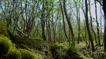 Bourne Woods, un bosque denso