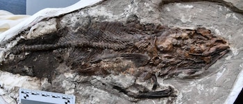 Investigadores encuentran centenares de peces fósiles de hace 62 millones de años. (Professor Hesham Sallam, Vertebrate Paleontology Center de la Universidad de Mansoura)