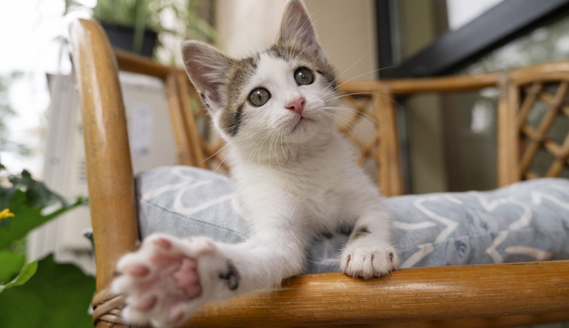 Esta fecha celebra a los felinos y recuerda la importancia del cuidado y la protección de animales domésticos. (Freepik)