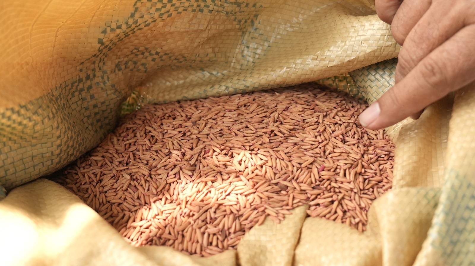 La Secretaría de Agricultura y Ganadería facilita la importación de material genético arrocero desde República Dominicana