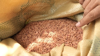 La baja calidad del grano limita la competitividad del arroz hondureño frente a las importaciones