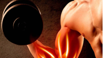 La producción de masa muscular