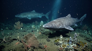 Dos tiburones grises nadan sobre un fondo marino rocoso con corales y estrellas de mar iluminados por una luz.