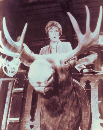 Una cabeza de alce disecada