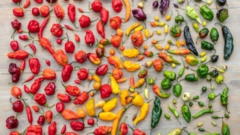 Día de los Ajíes Peruanos: