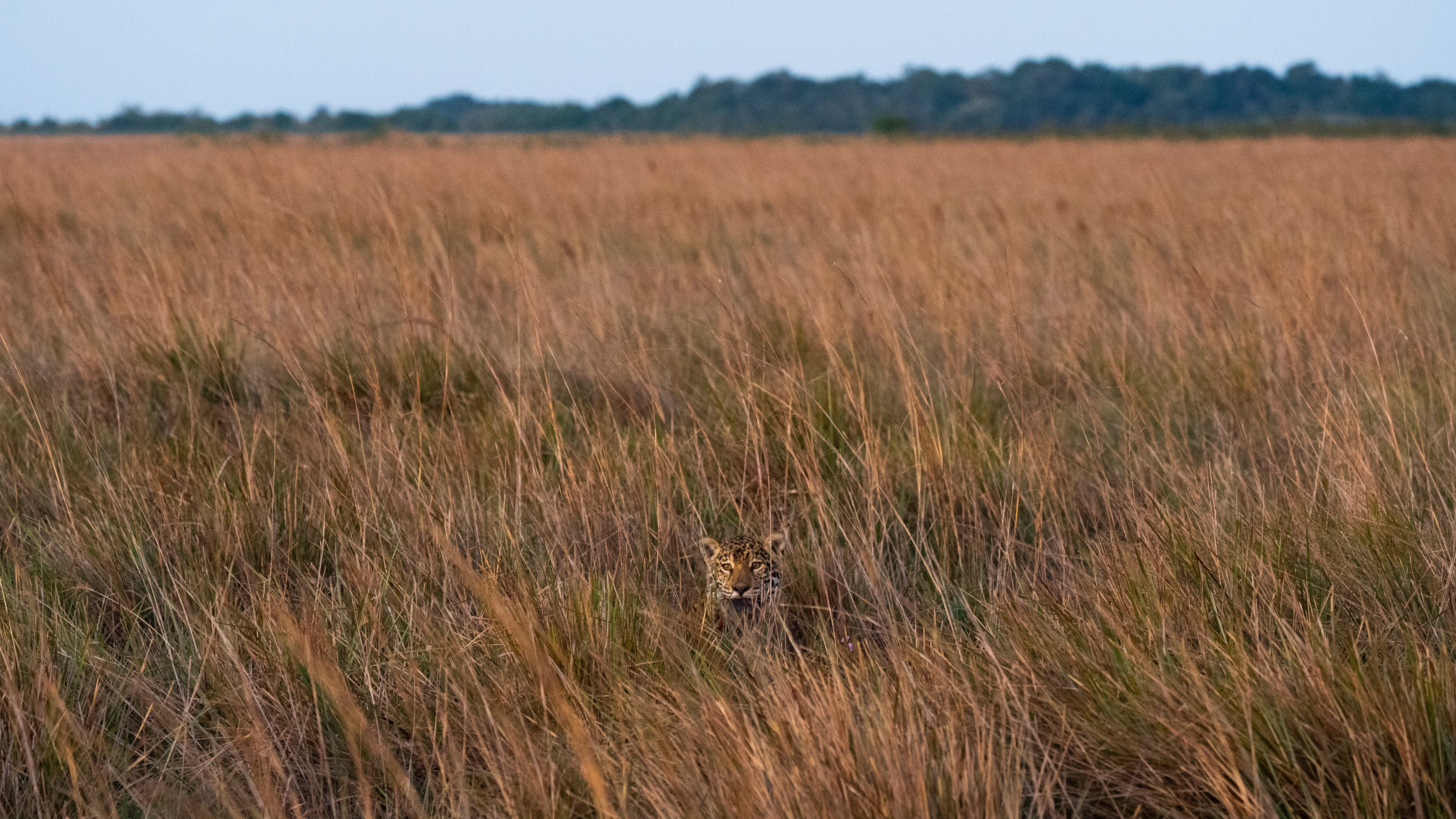 Sagua’a, un joven yaguareté silvestre, fue registrado en una breve aparición mientras cruzaba el pastizal al anochecer, con una presa en la boca (Créditos: Gentileza Sebastián Navajas)