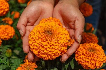 Al adquirir estas flores estas