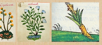 "Copalxocotl" y "xiuhamolli", el árbol