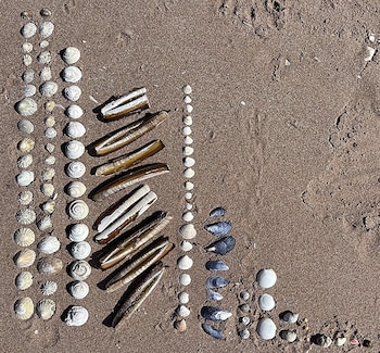 Conchas marinas, mejillones y navajas organizadas en líneas sobre la arena de la playa
