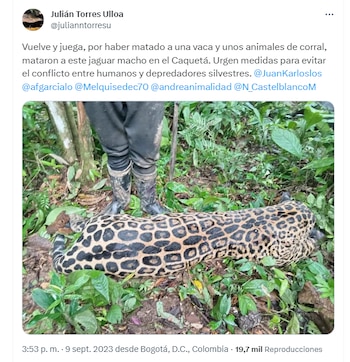 Asesinato de un jaguar macho