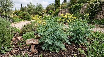 Planta de ruda con flores amarillas y un letrero de madera con la palabra RUDA clavado en la tierra.
