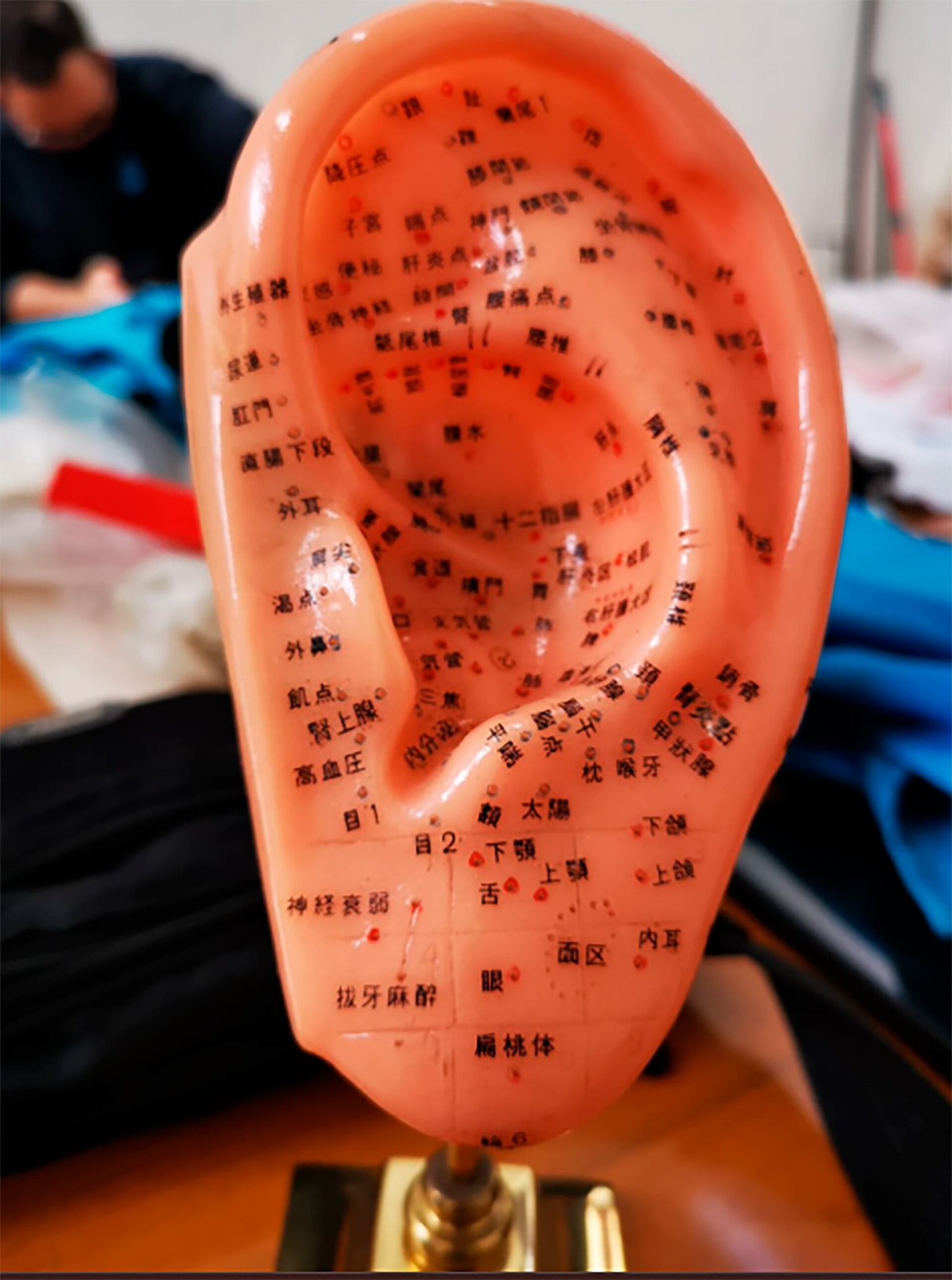 Modelo: oreja con los puntos de acupuntura en el consultorio de Chen