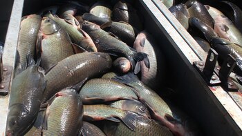 La pesca recreativa desregulada y