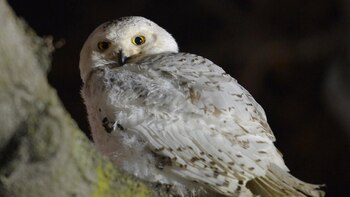 El 75% de las especies