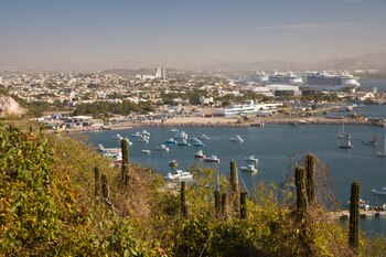 Gran parte de los moluscos