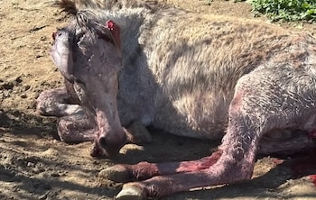 Organizaciones y autoridades investigan misteriosos