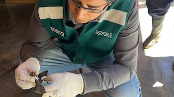 Las intervenciones fueron realizadas por especialistas en fauna silvestre, quienes reiteraron que estos animales cumplen un papel clave en la regeneración de los bosques y pidieron reportar su presencia. Difusión
