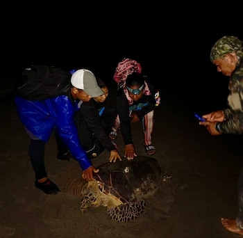 Las restricciones de acceso buscan evitar que el turismo y la contaminación alteren el ciclo natural de anidación de las tortugas - crédito Corpouraba