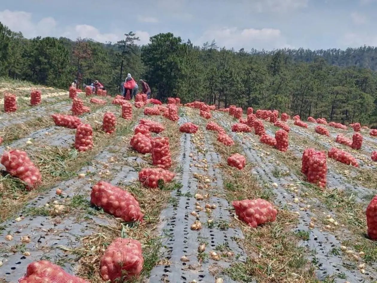 Cerca de 3,000 productores dependen del cultivo de cebolla en Honduras. (FOTO: La Prensa)