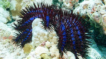 El uso de feromonas sintéticas