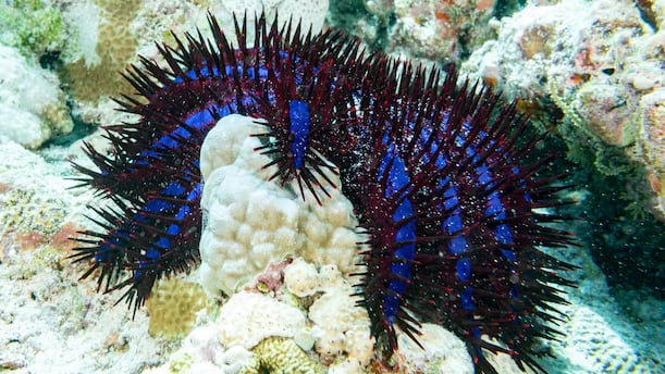 El uso de feromonas sintéticas transforma la lucha contra la plaga de estrellas de mar que amenaza los arrecifes en Australia