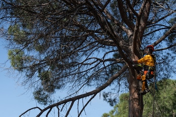 Un trabajador forestal. (Europa Press)