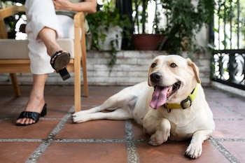 Una veterinaria explica las señales de que tu perro está sufriendo un golpe de calor. (Magnific)